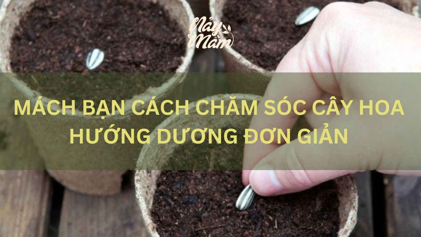 Mách bạn cách chăm sóc cây hoa hướng dương đơn giản