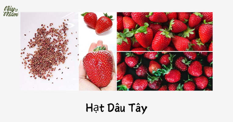 Cách Chọn Mua Hạt Giống Dâu Tây Chuẩn