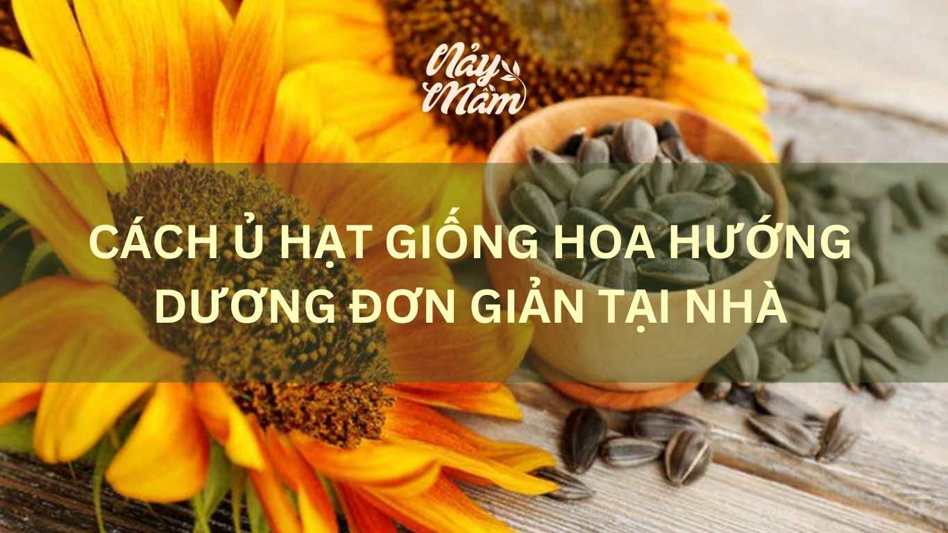 Cách ủ hạt giống hoa hướng dương