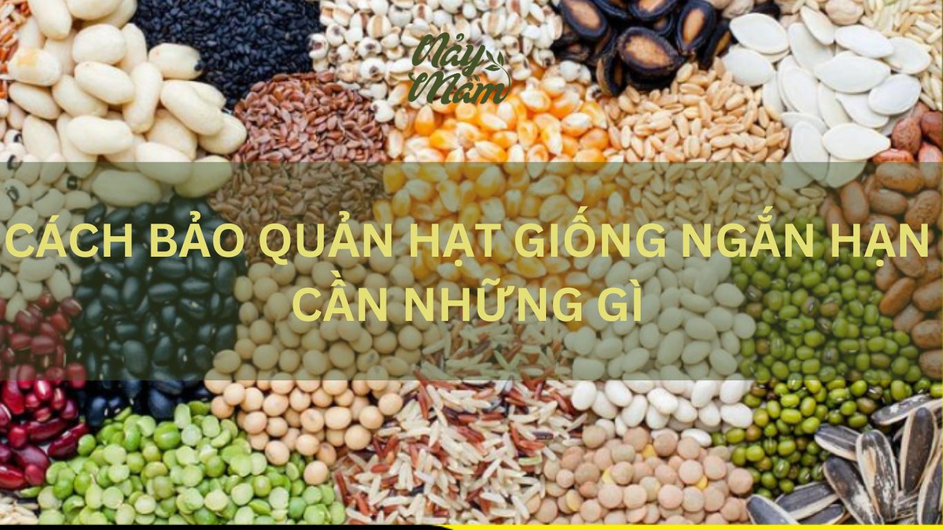 bảo quản hạt giống ngắn hạn