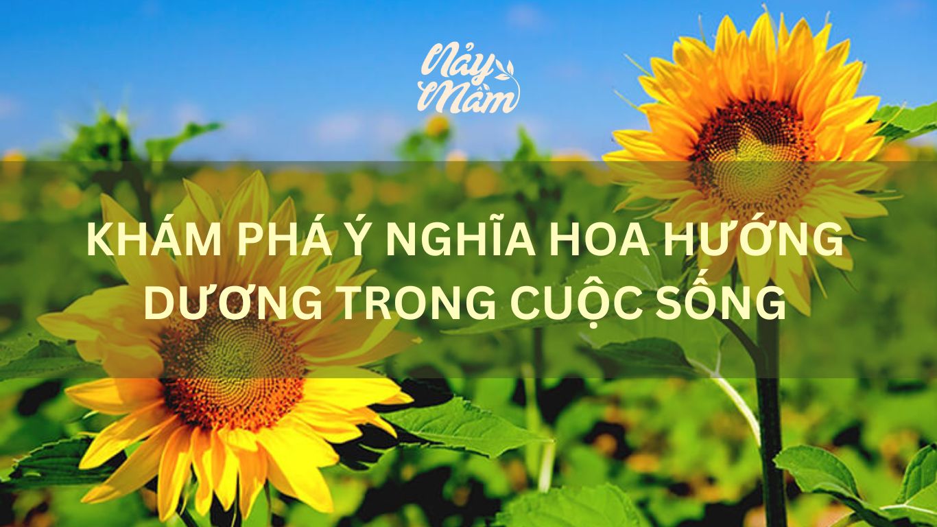 Khám phá ý nghĩa hoa hướng dương trong cuộc sống