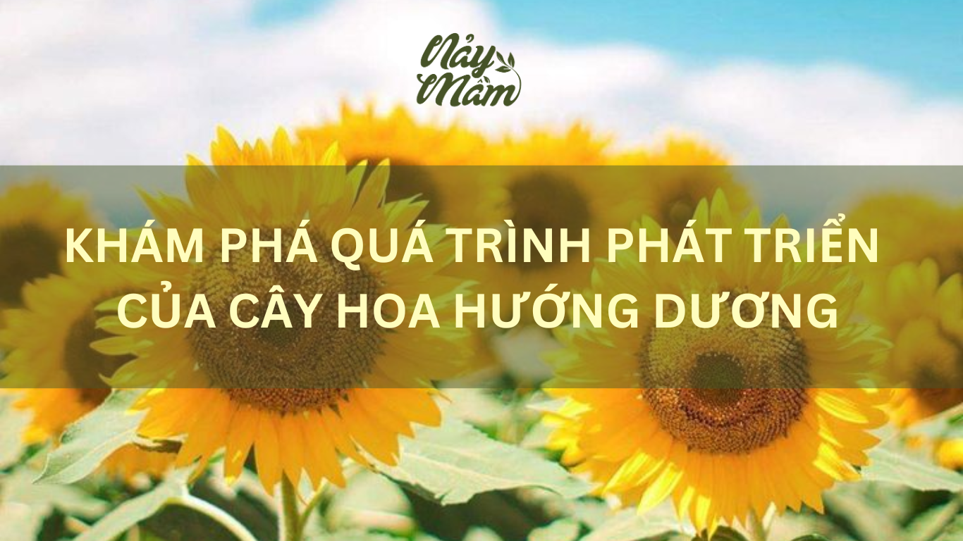 Khám phá quá trình phát triển của cây hoa hướng dương