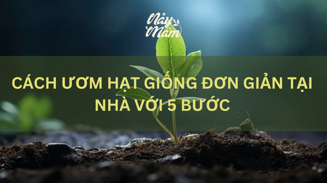 cách ươn hạt giống