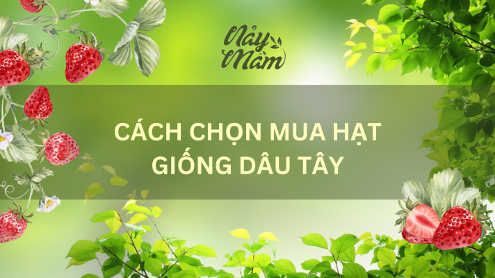 Cách Chọn Mua Hạt Giống Dâu Tây Chuẩn