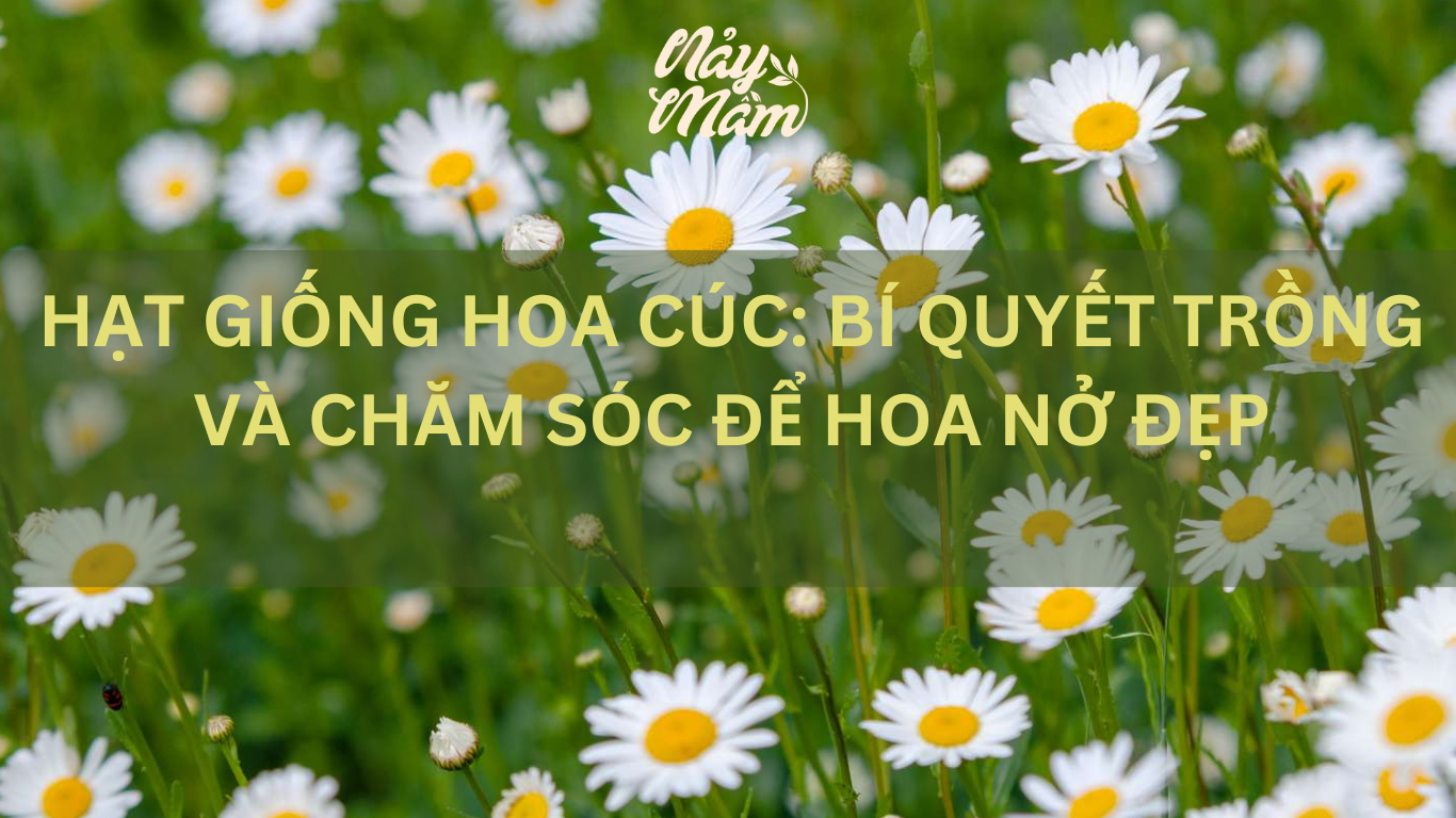 hạt giống hoa cúc