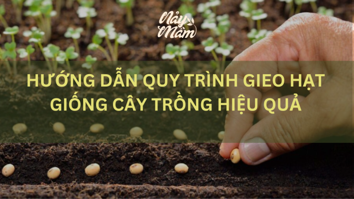 Gieo hạt giống đúng cách