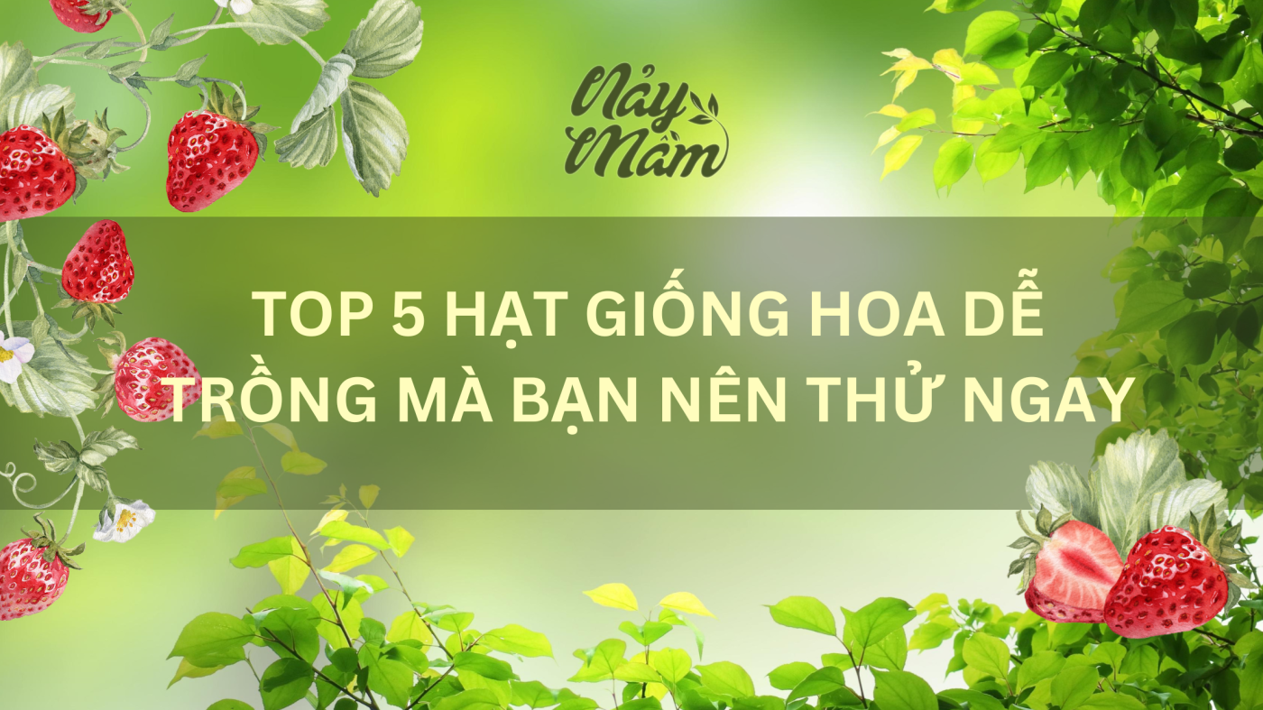 Top 5 Hạt Giống Hoa Dễ Trồng Mà Bạn Nên Thử Ngay