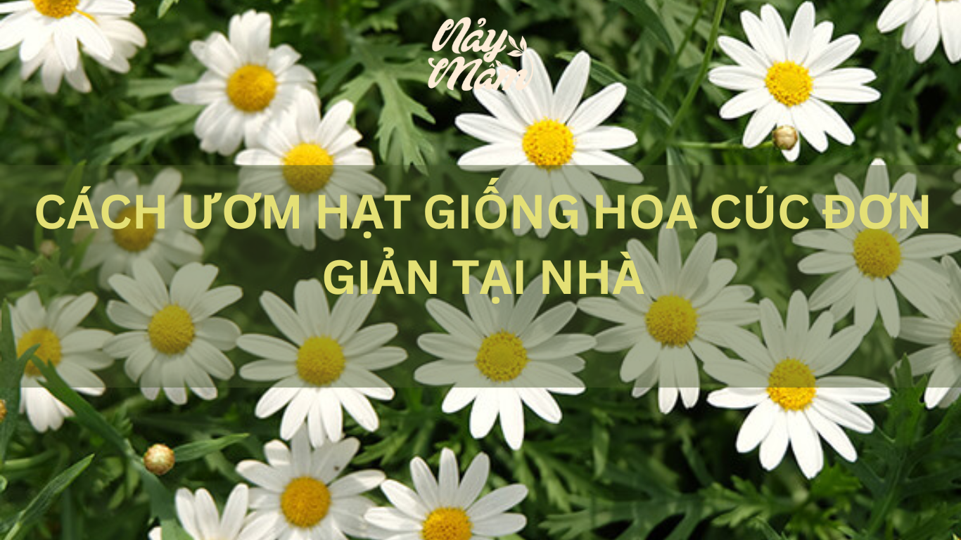 cách ươm hạt giống hoa cúc