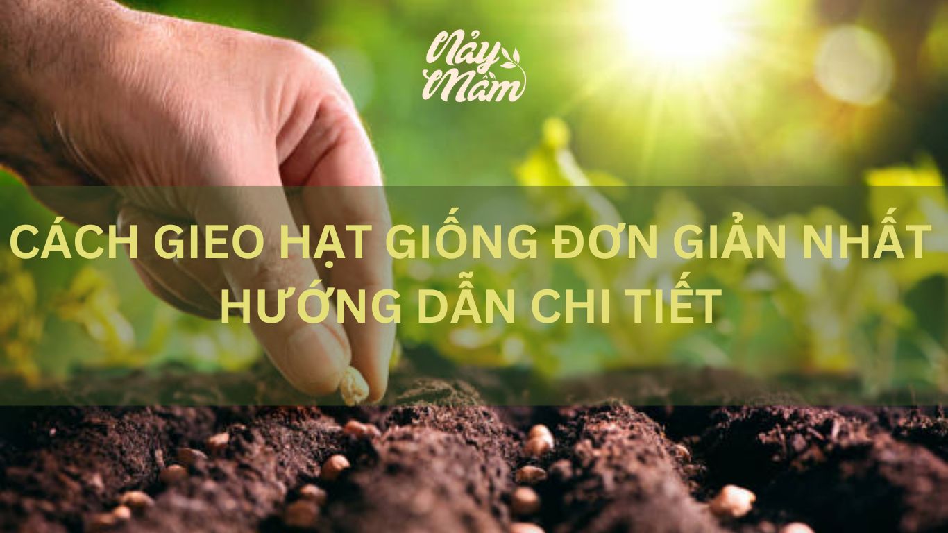 cách gieo hạt giống