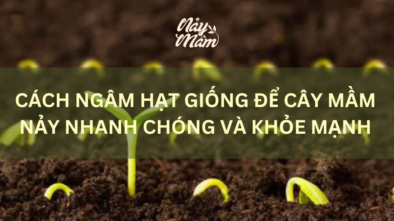 Cách ngâm hạt giống cây trồng