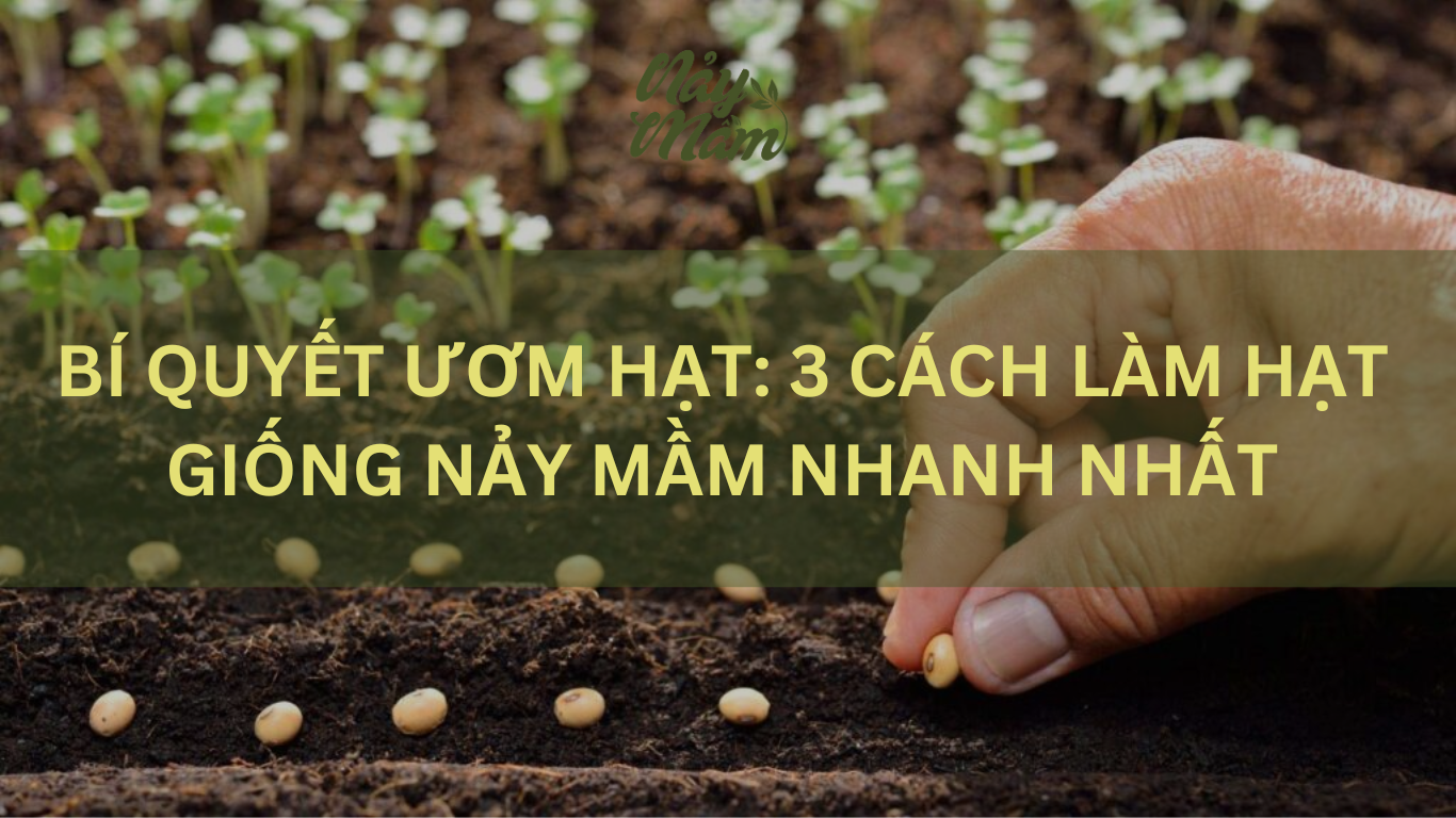 Cách bảo quản hạt giống