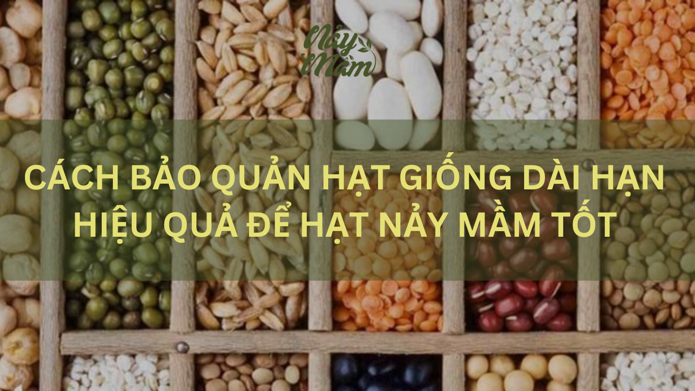 cách bảo quản hạt giống