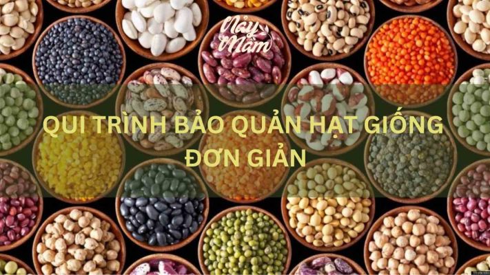 qui trình bảo quản hạt giống