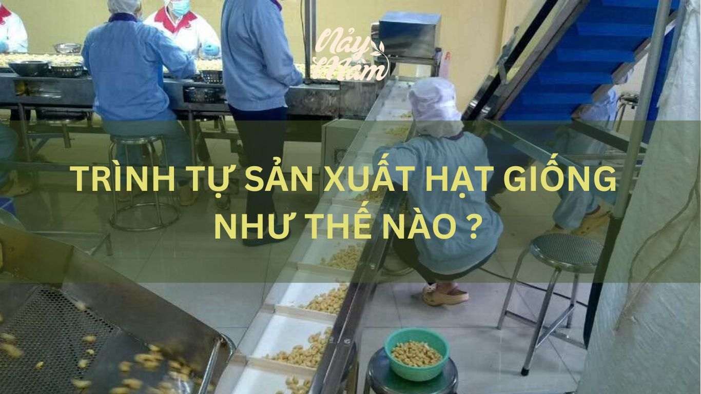 trình tự sản xuất hạt giống đúng